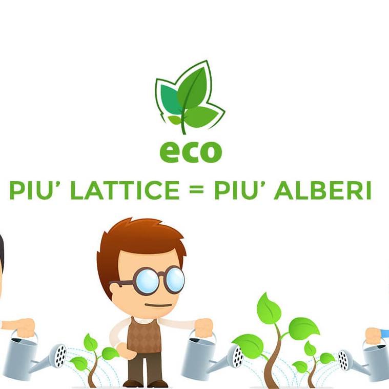 Materasso Lattice 100% Naturale – 7 Zone, 20 cm, Antiacaro | POLARIS